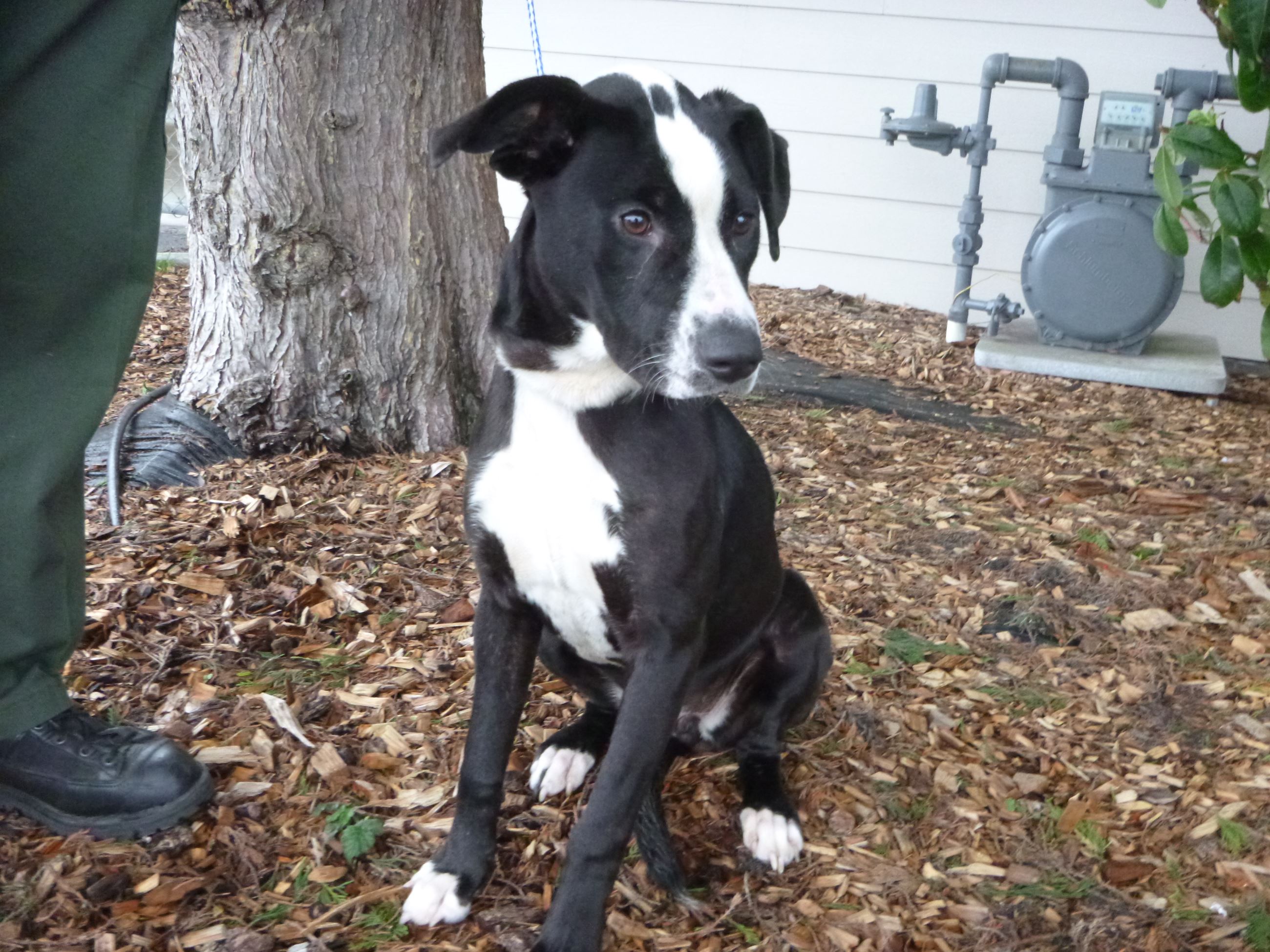 Animal Cruelty Case 201605430